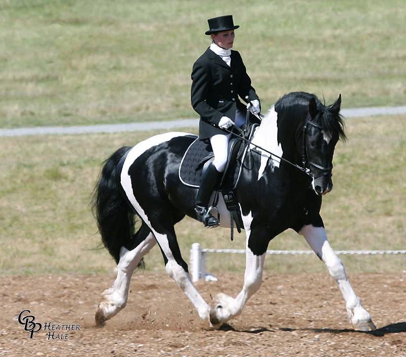 Pinto Friesian Stallion - ORCA